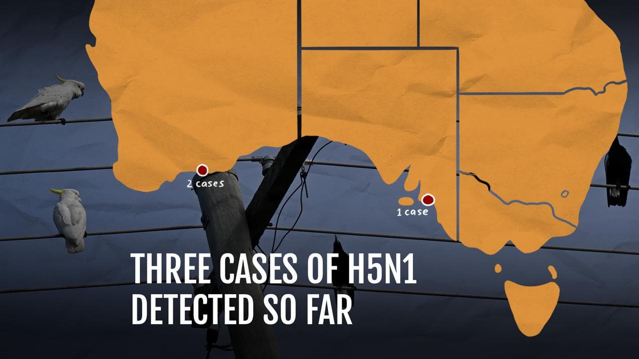 Bird flu graphic
