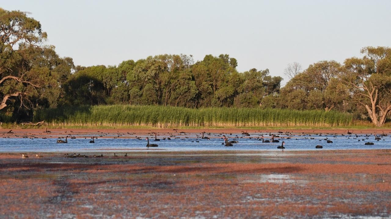 Wetland near Balranald, NSW
