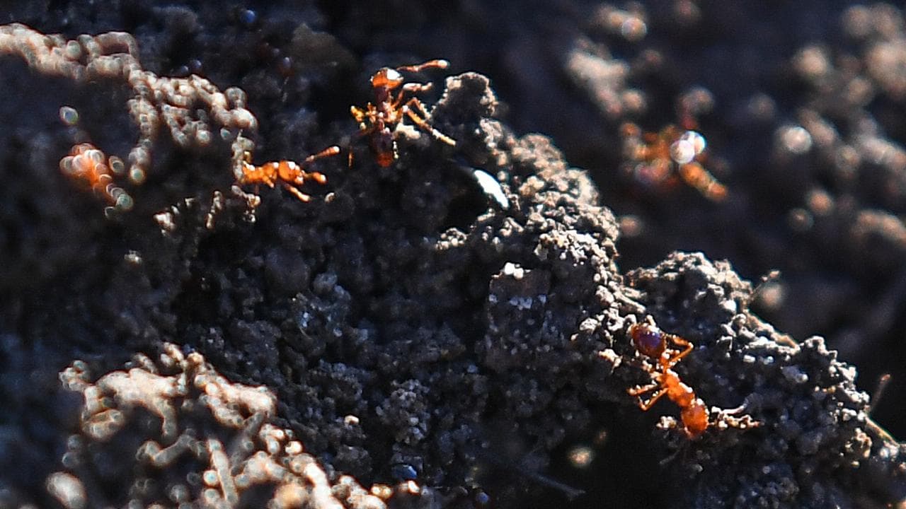 ant