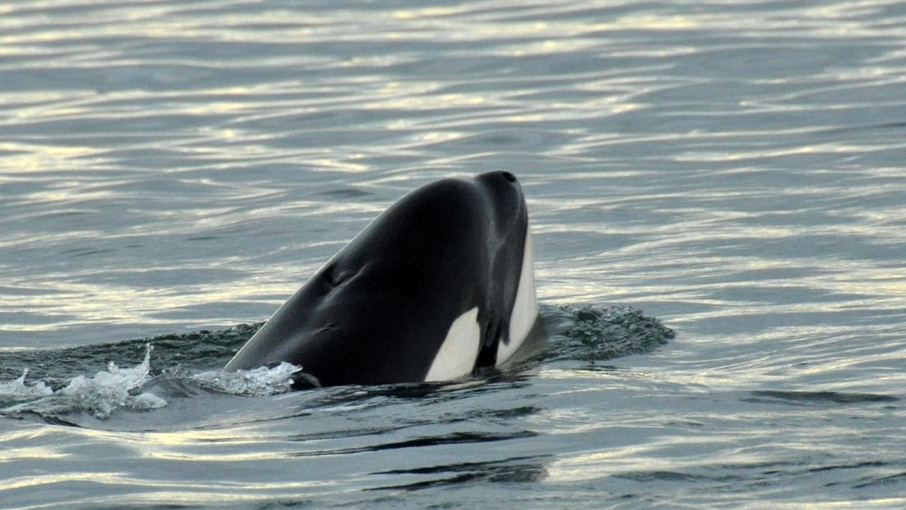 Killer whale swimming to open water near Fraser Island