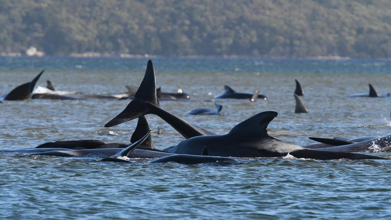 Stranded pilot whales in Tasmania (file)