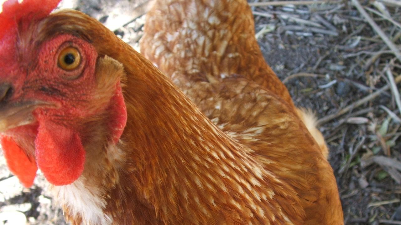 A chook