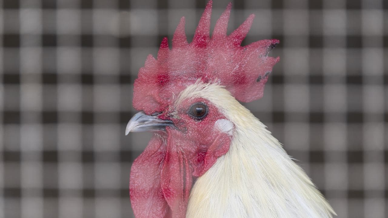 bird