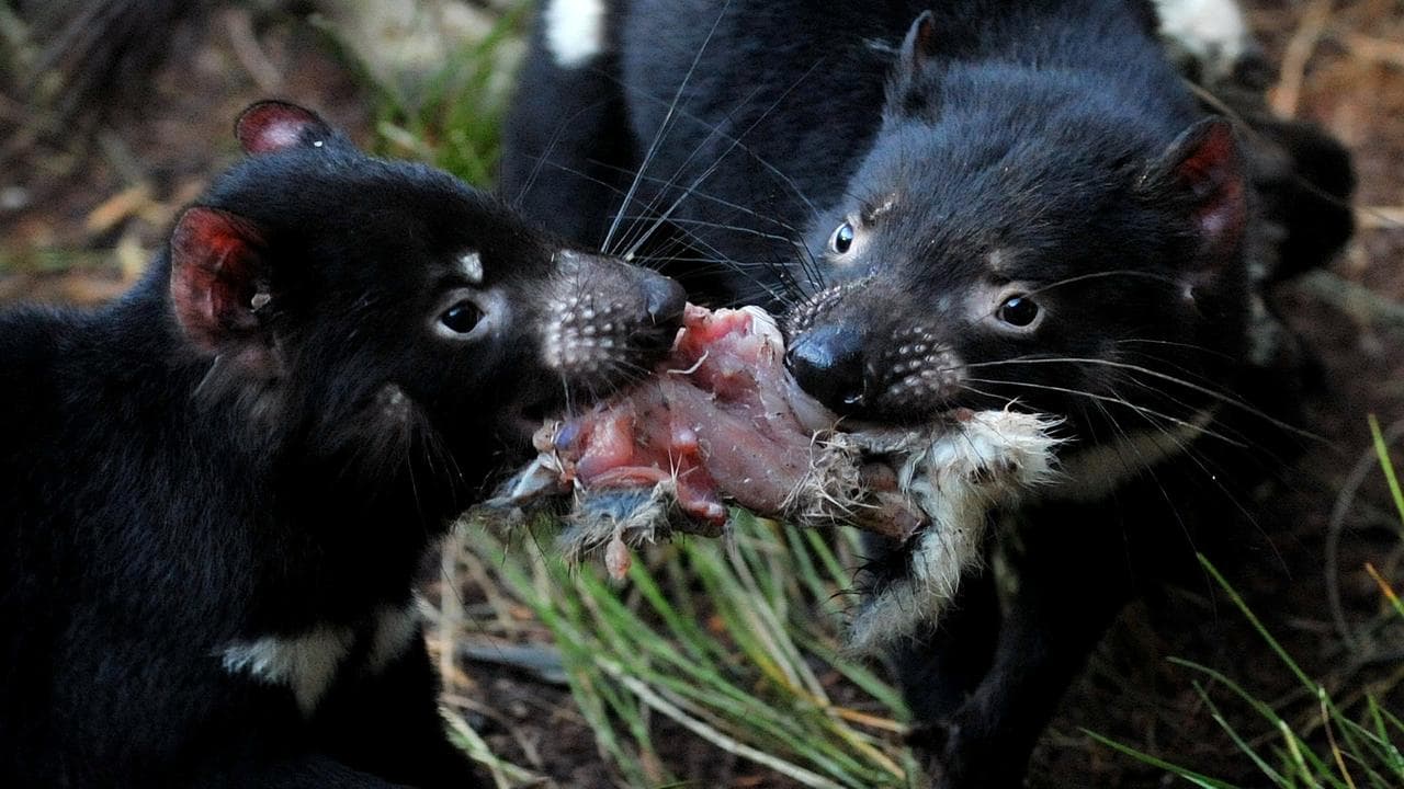 Tasmanian devils