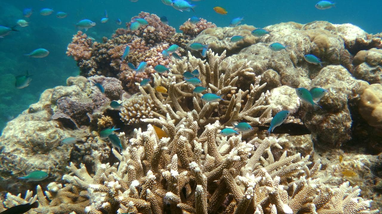 GREAT BARRIER REEF STOCK