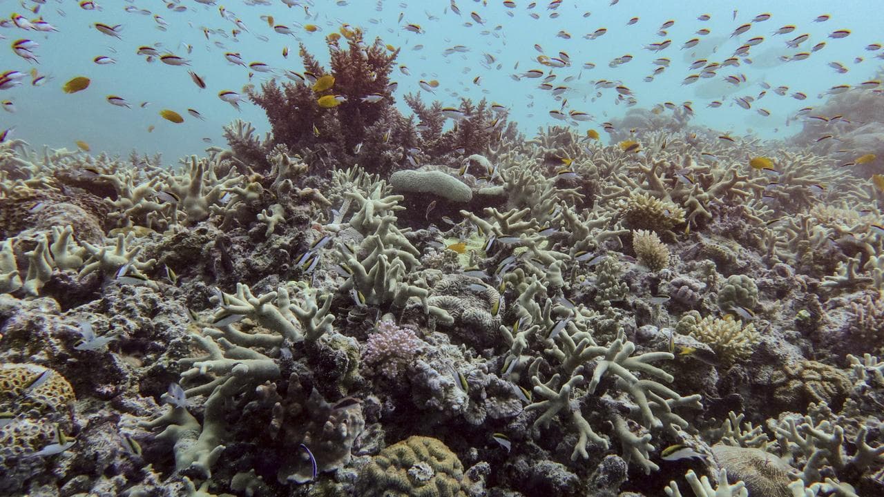 Part of the Great Barrier Reef