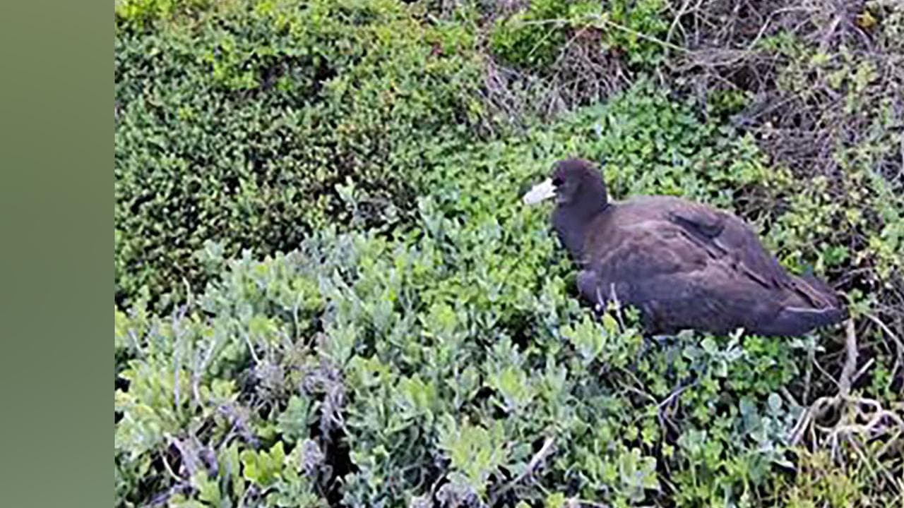 A file photo of a southern giant petrel