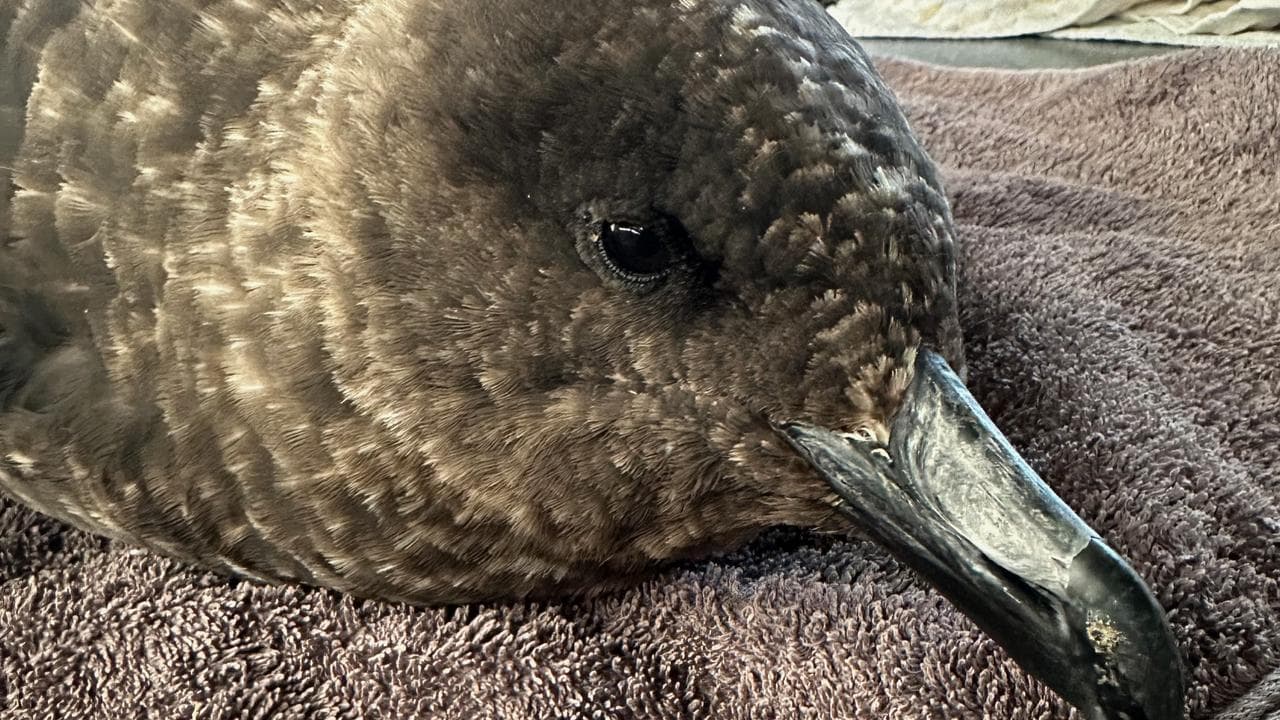 A brown skua