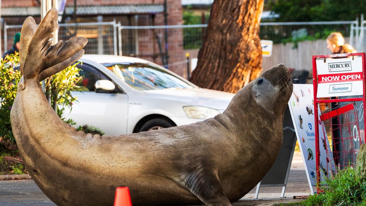 Neil the seal