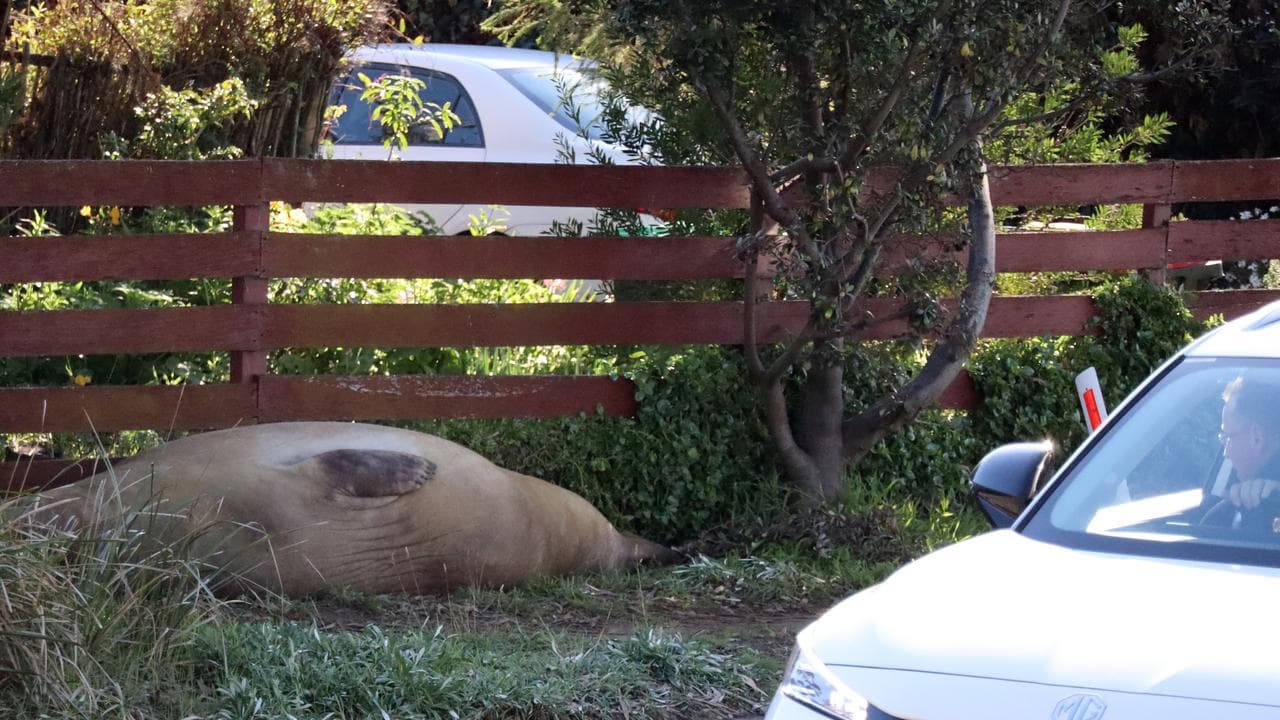Neil the seal