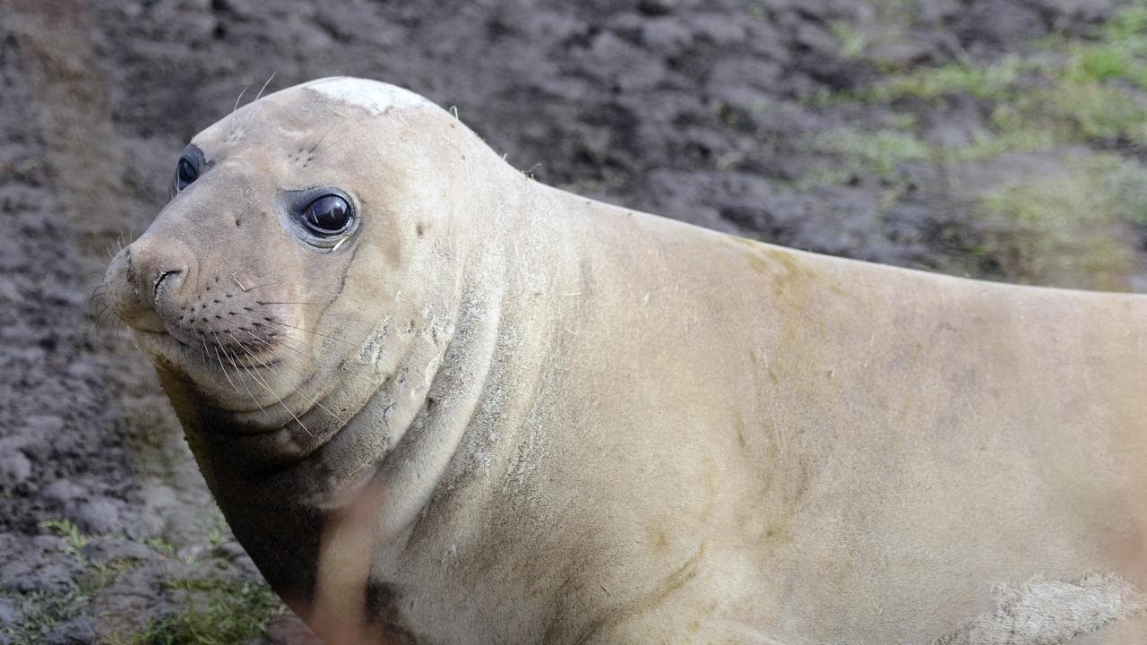 Neil the seal