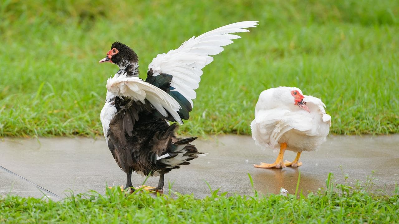 Two ducks (file image)