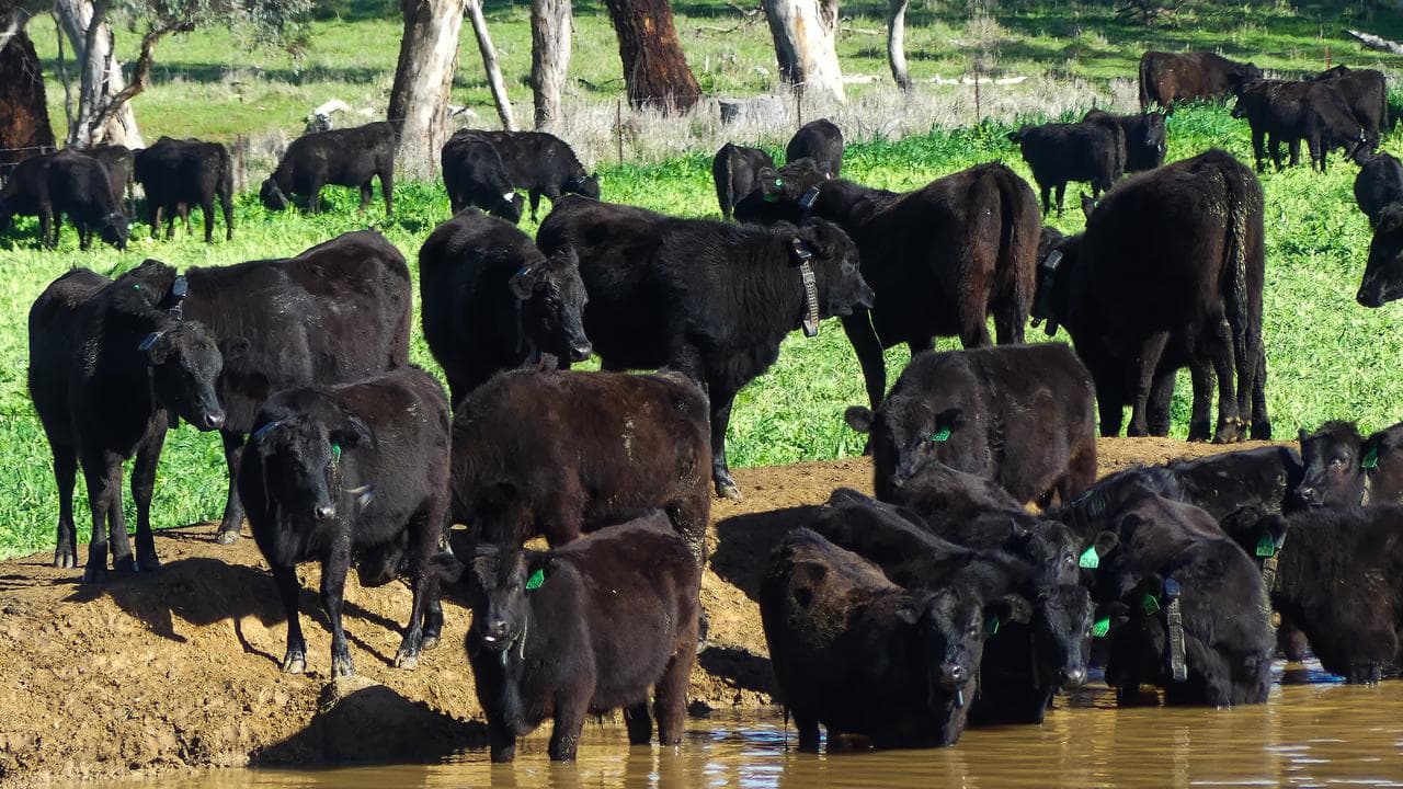 A mob of cattle wearing Halter virtual fencing collars