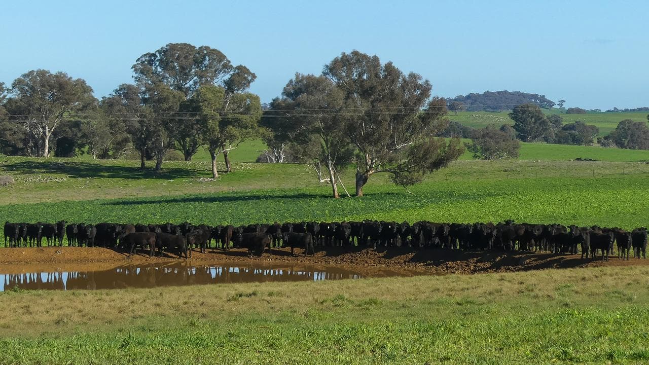 A mob of cattle wearing Halter virtual fencing collars