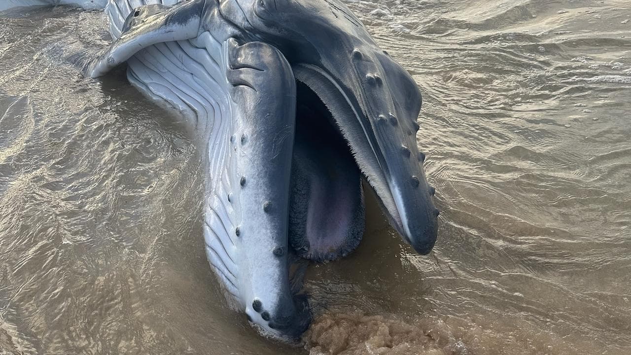 A dead baby humpback whale