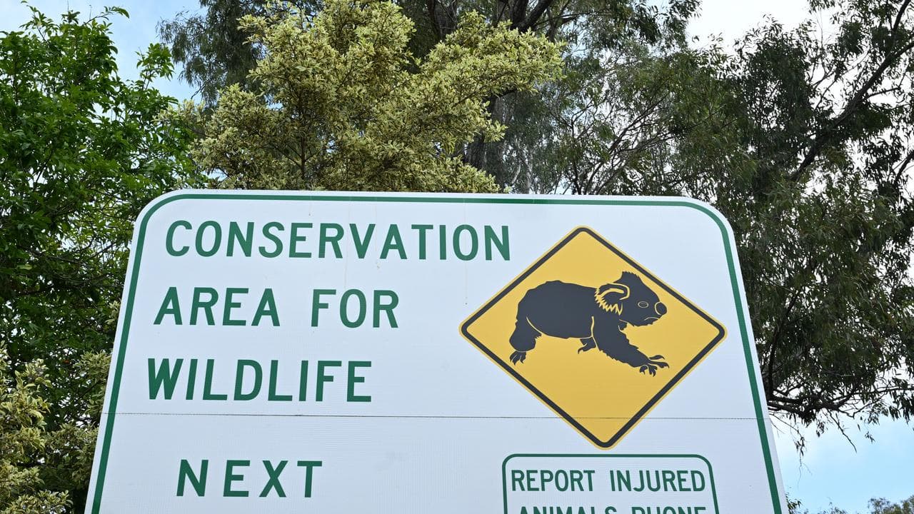 KOALA SAFETY QUEENSLAND