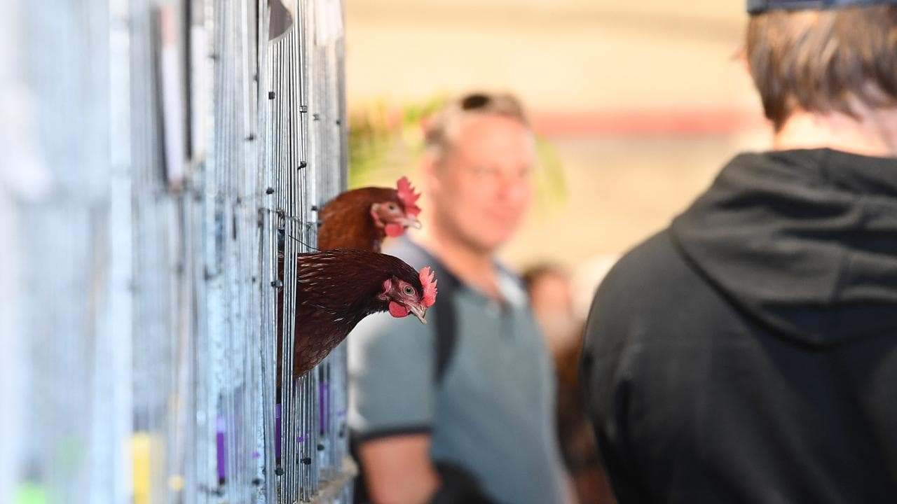 Chickens in a cage in Brisbane (file)