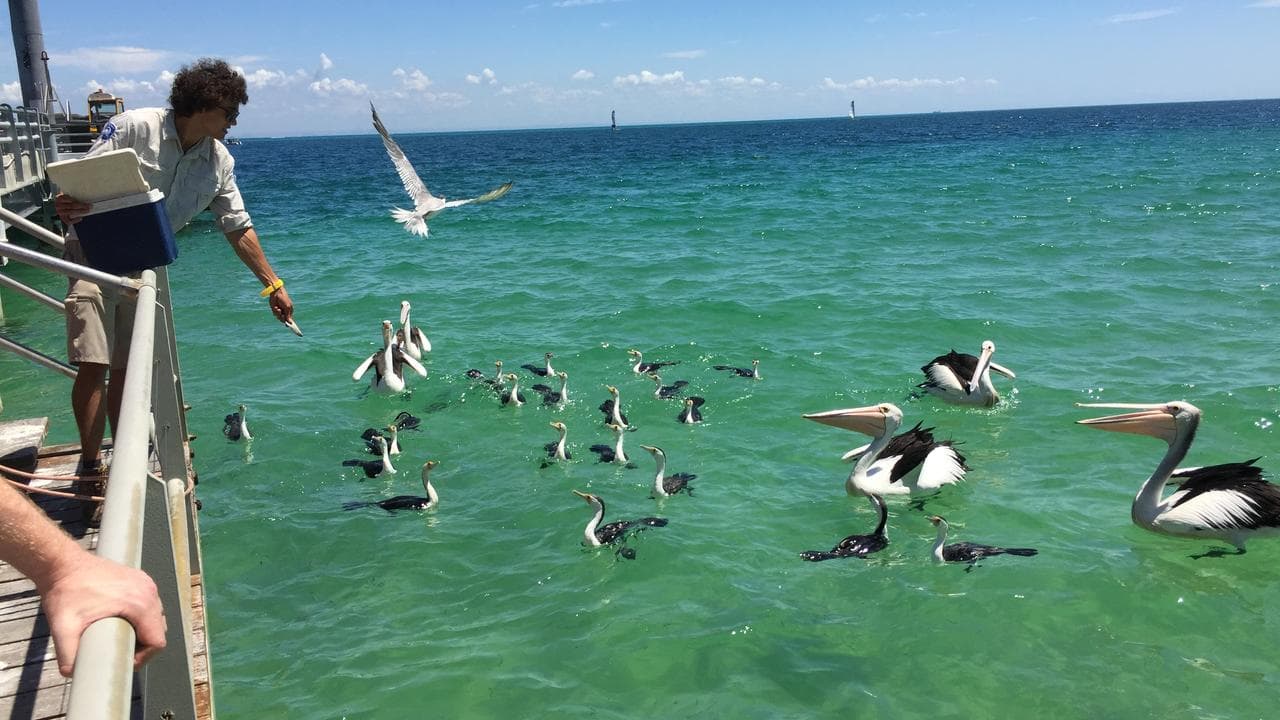 Moreton Island (file)