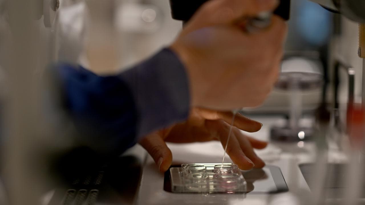 IVF laboratory technicians at work (file image)