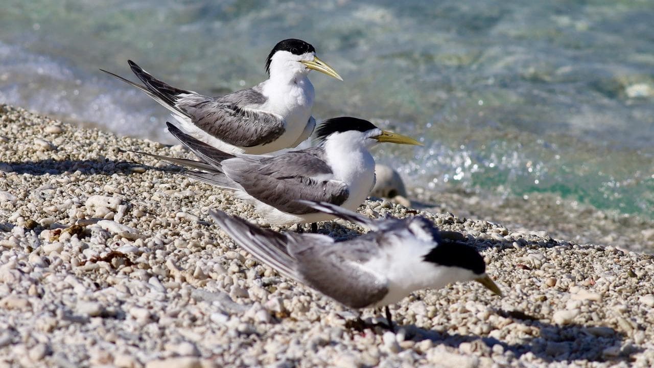bird