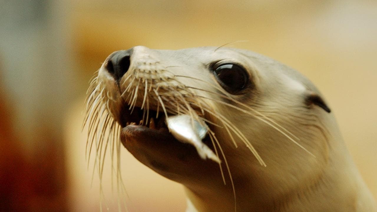 SEA LION PUP