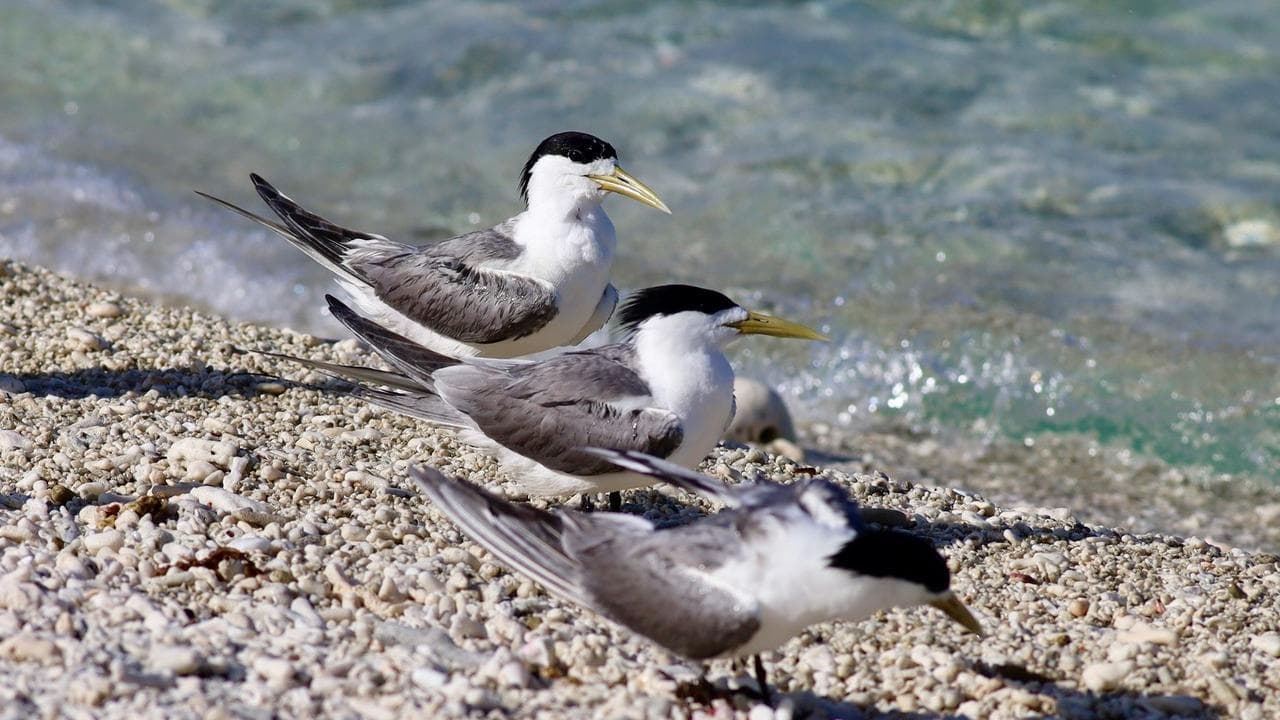 GREATER CRESTED TERNS