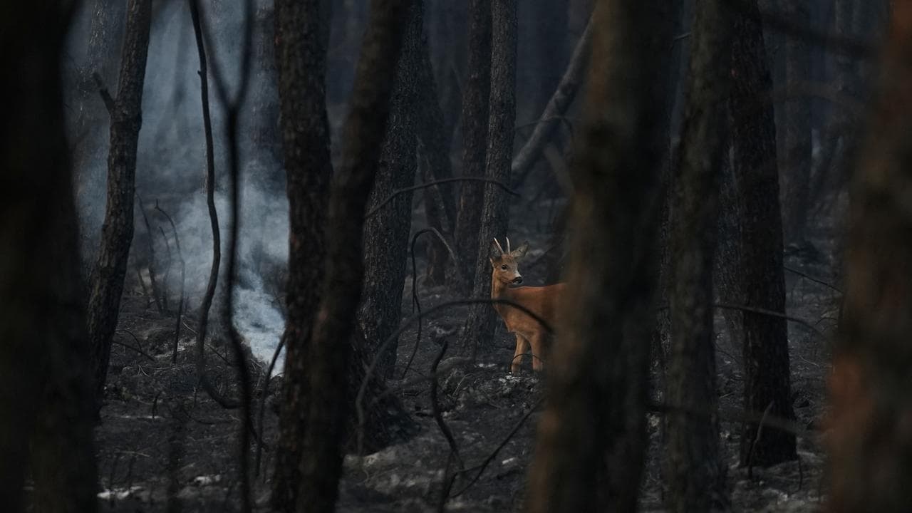 A deer walks through a smouldering scorched forest near Saumos, France