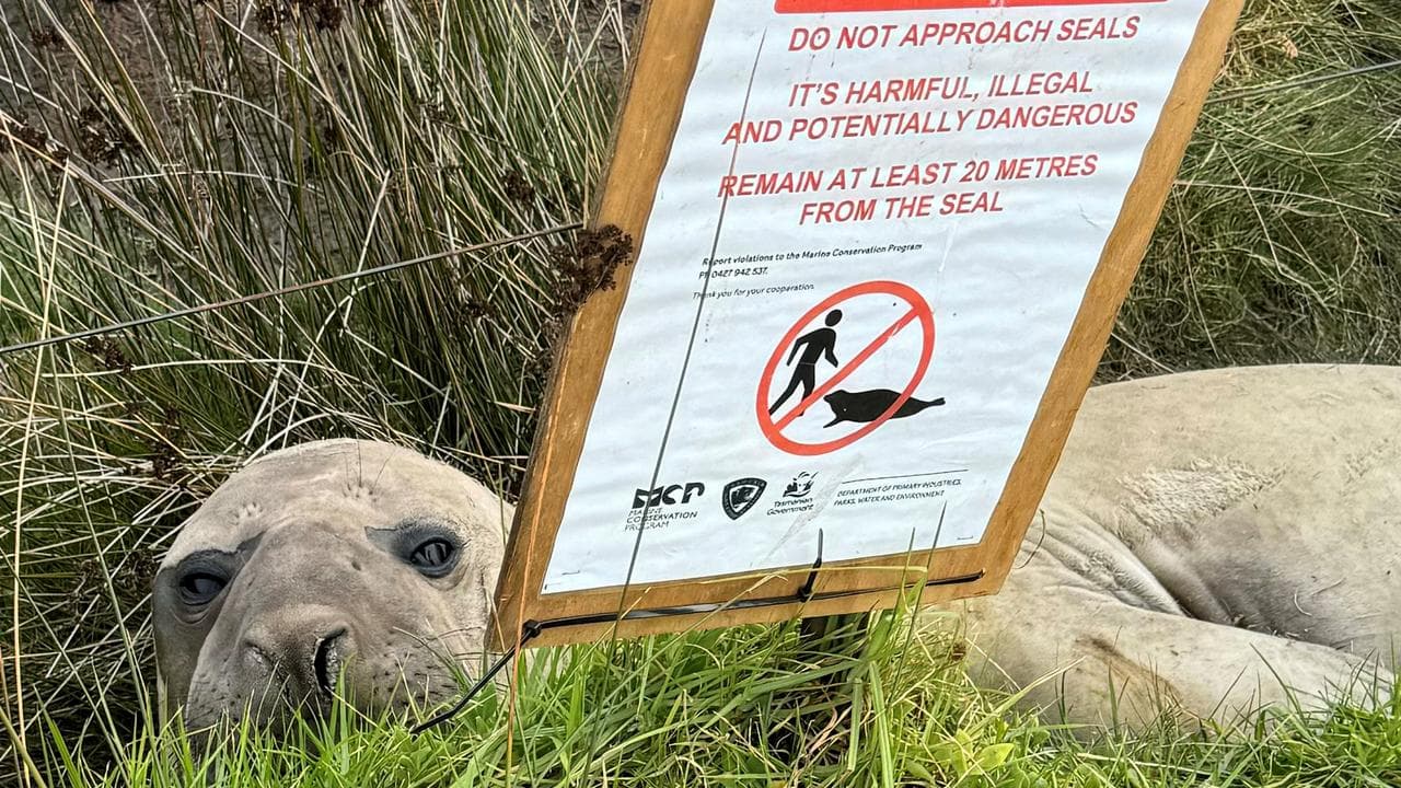 Neil the southern elephant seal