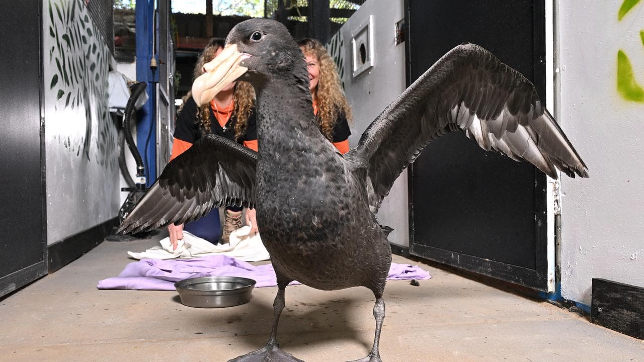 A giant petrel