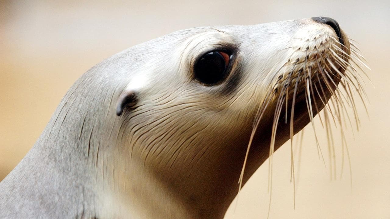 A sea lion