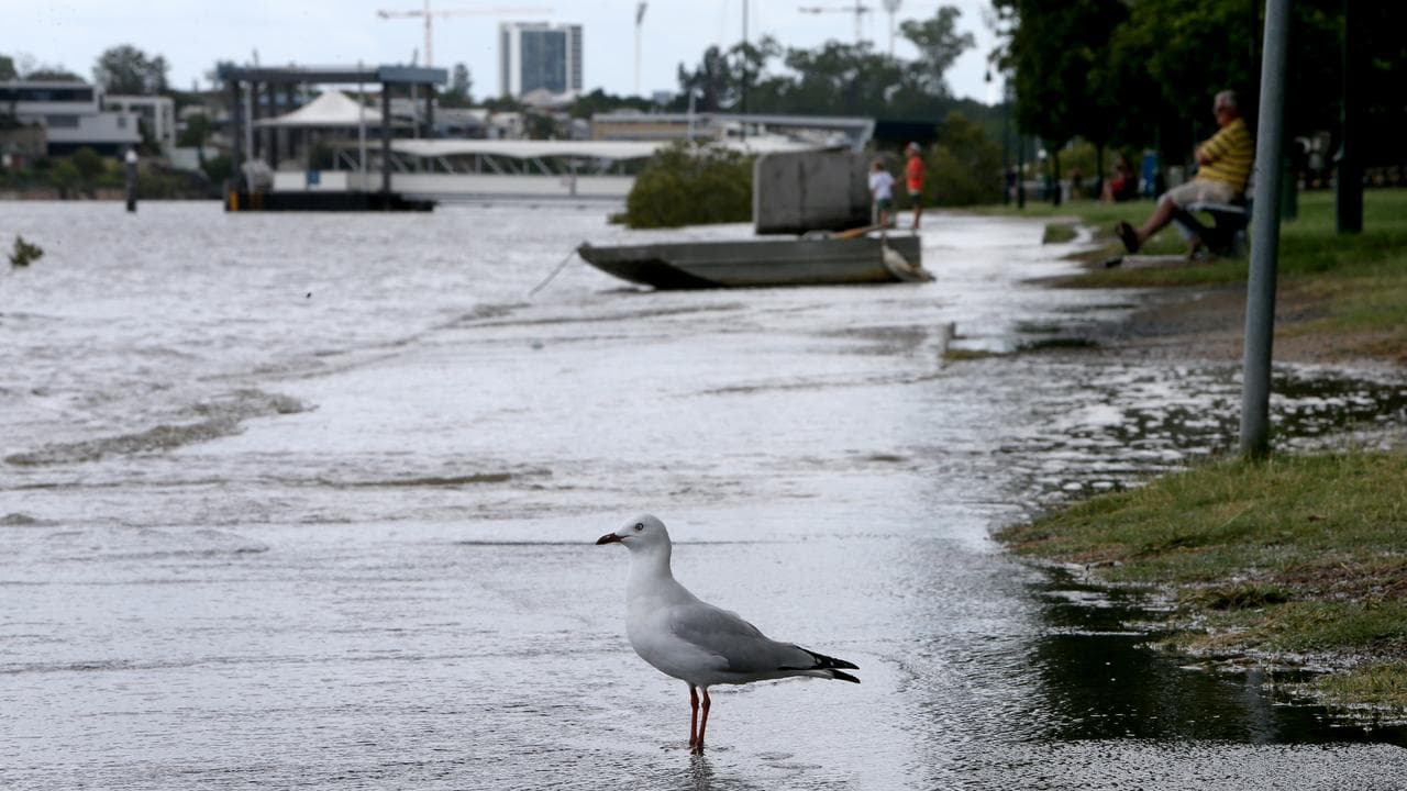 A seagull (file)