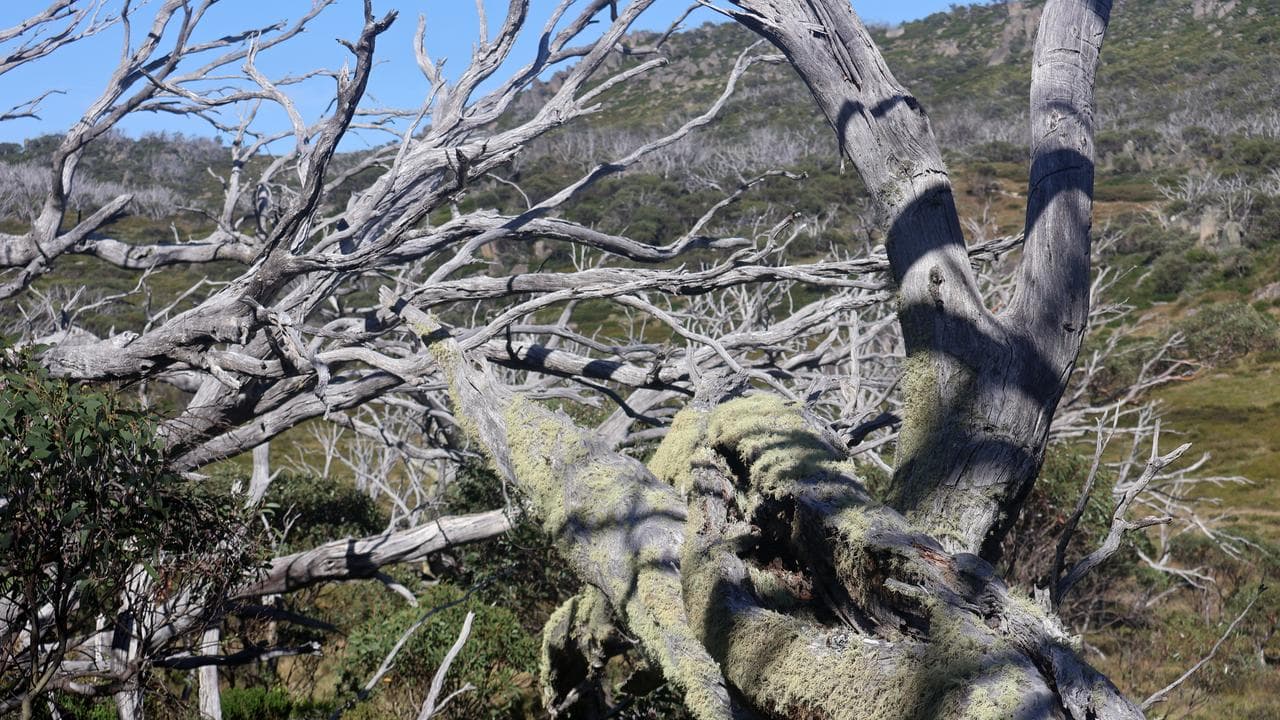 Examples of snow gum dieback in Kosciuszko National Park