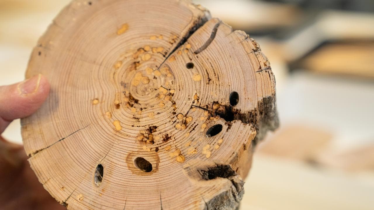 Research being conducted into the longicorn beetle