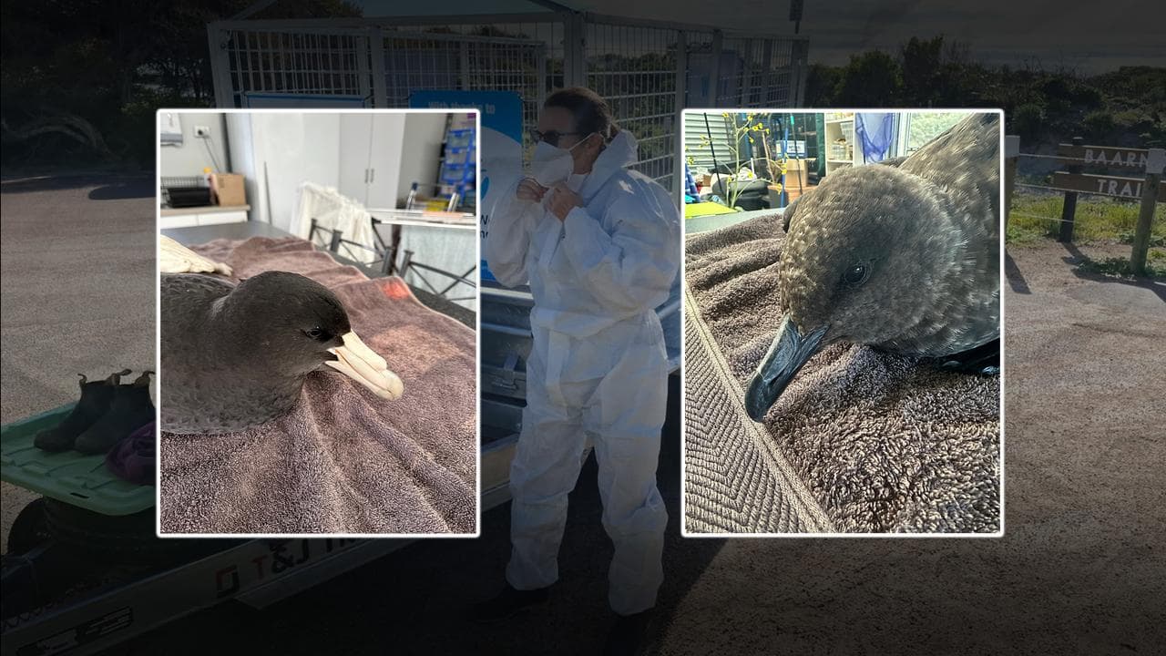 BIRD FLU COMPOSITE