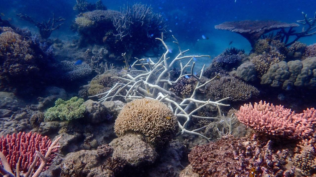 reef