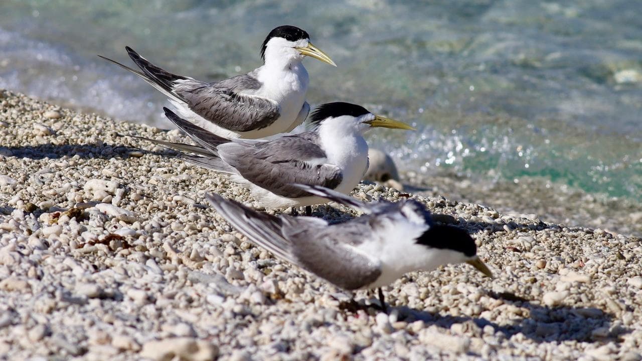 Greater crested terns