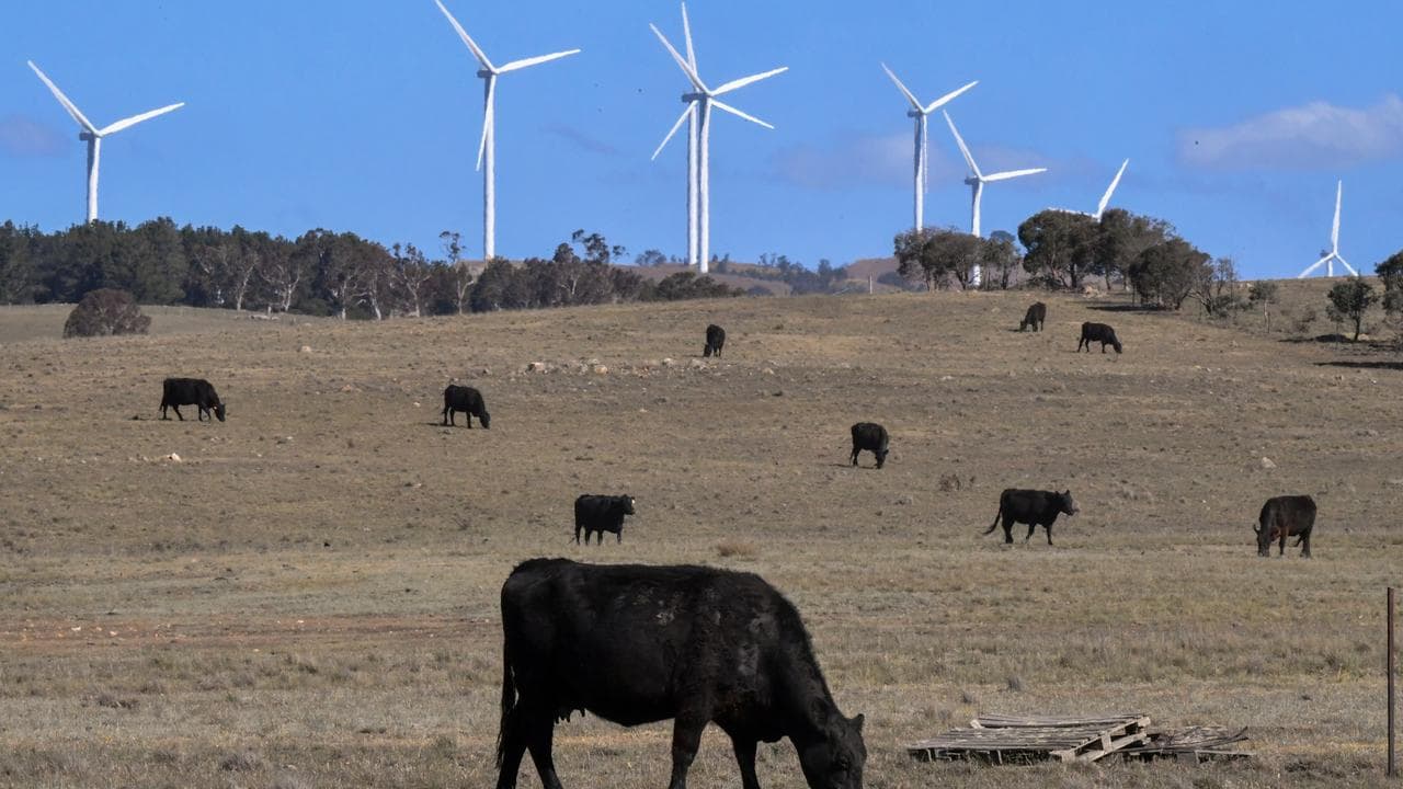 Cows near windfarm