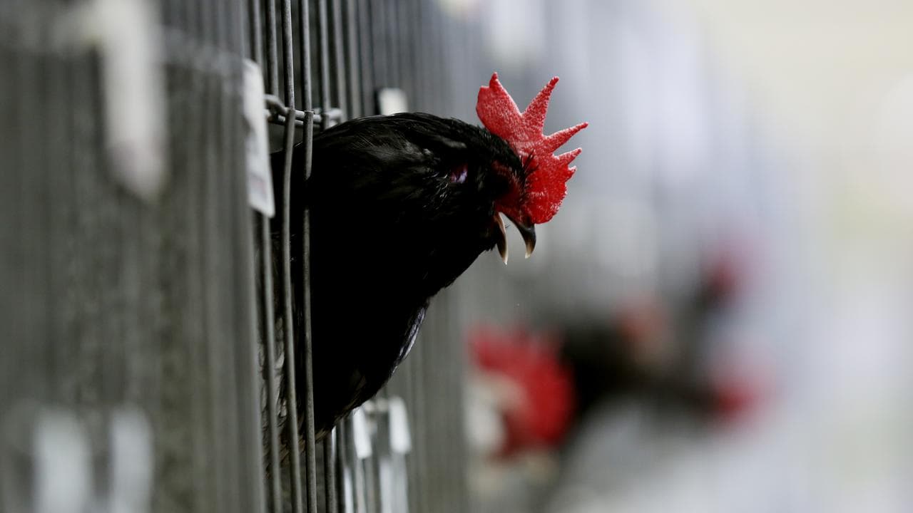 A chicken in a cage (file image_