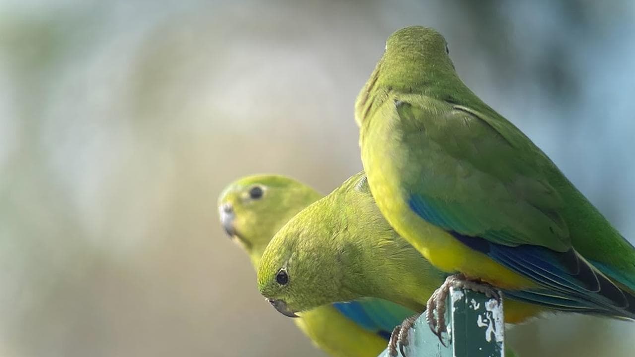 bird