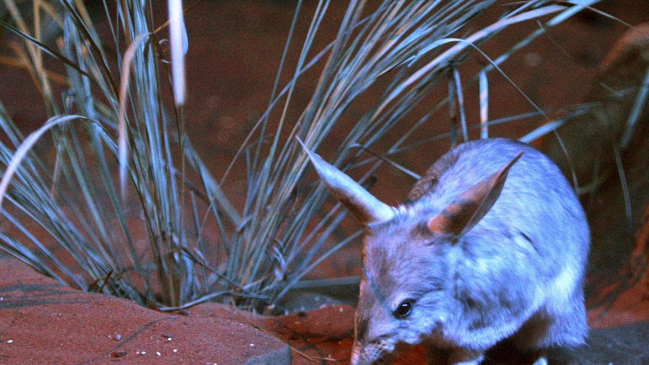 Australia's most endangered animal, the bilby