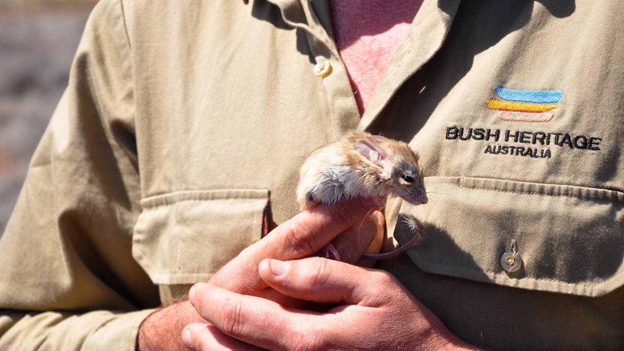 The endangered dusky hopping mouse