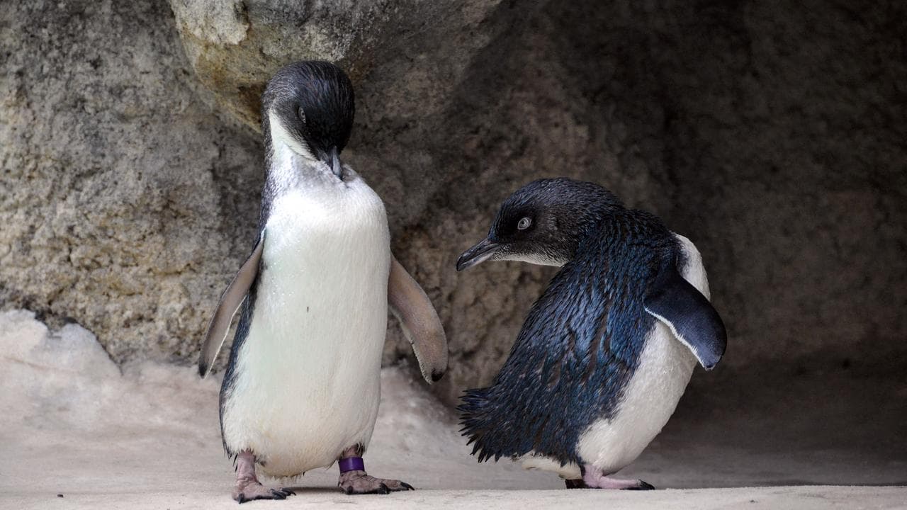 Little penguins