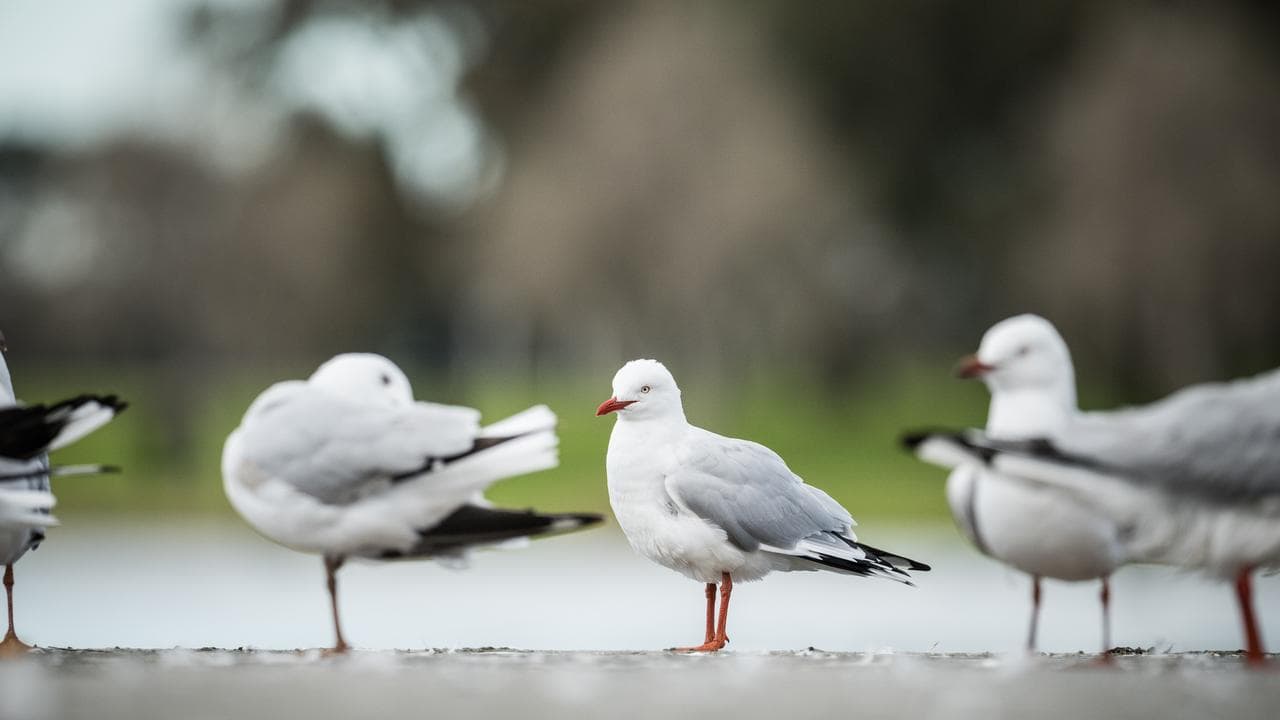 Silver Gulls