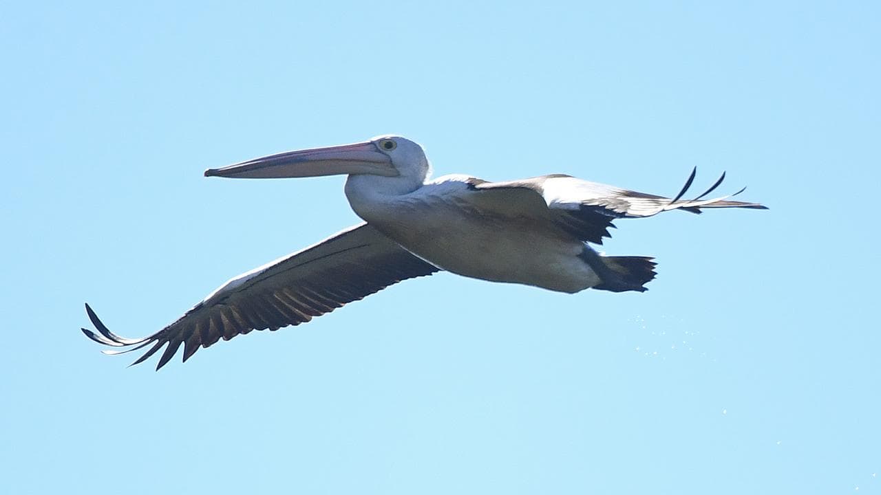 A pelican flies (file image)