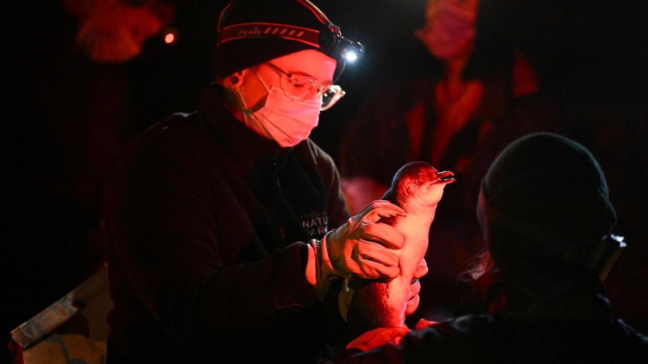 A little penguin is vaccinated on Philip Island on August 23, 2026