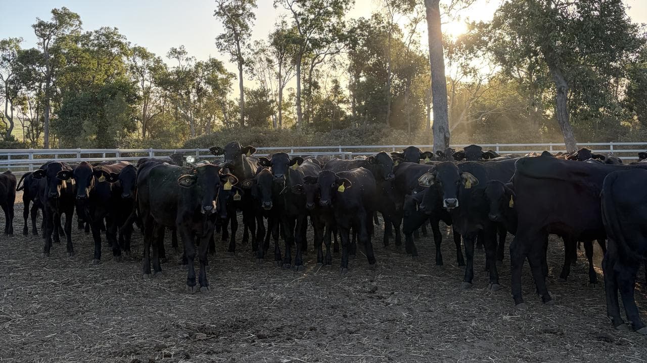 Cattle on the Price's property