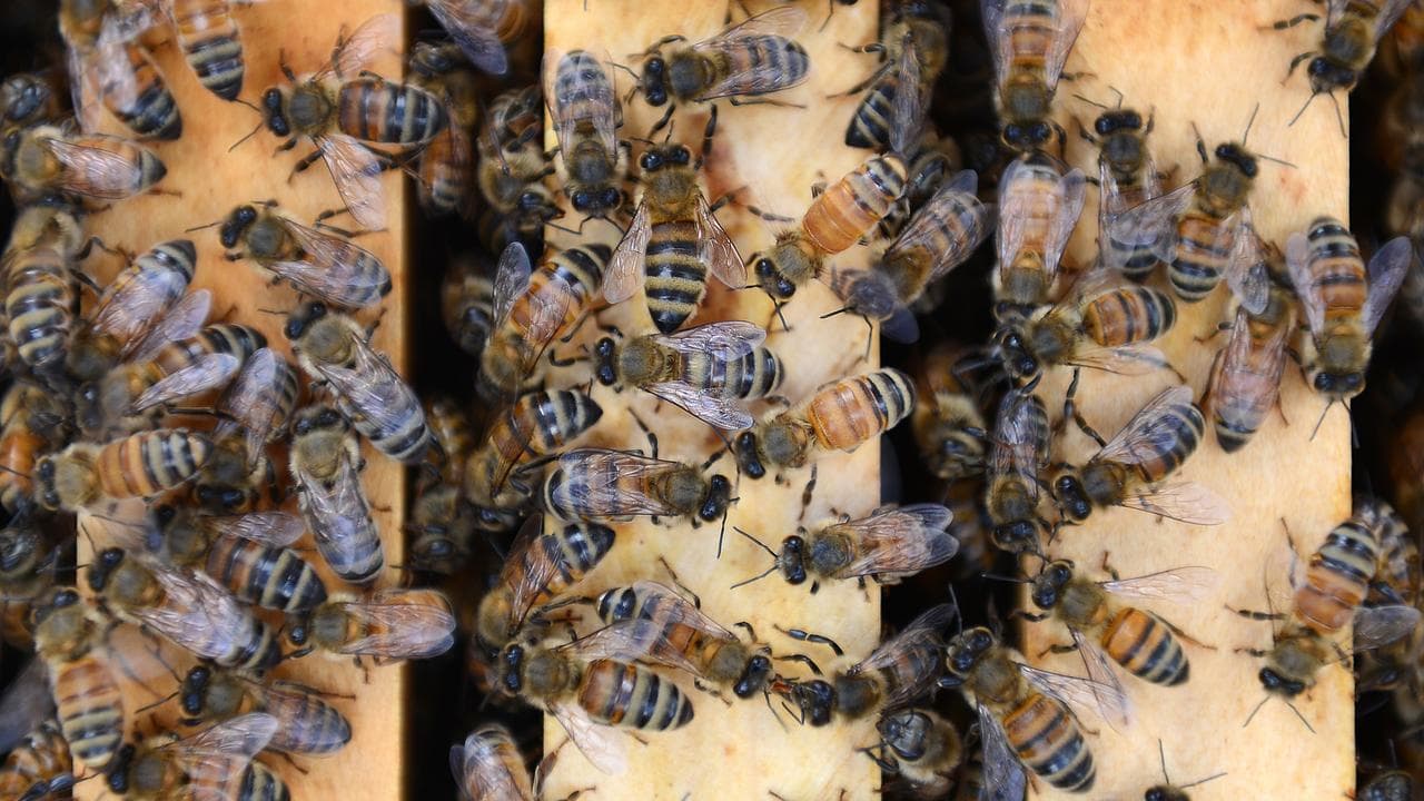 Honeybees in a beehive (file image)