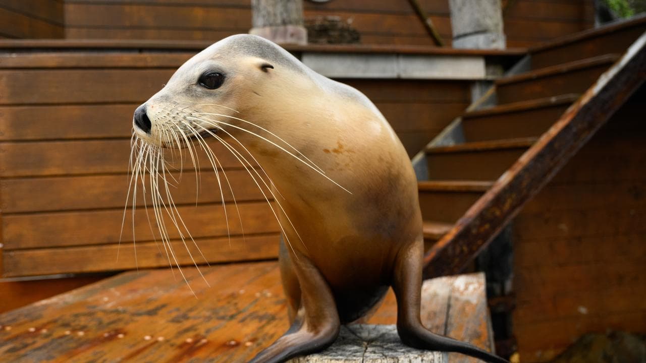 Female Australian sea lion Nala at Taronga Zoo, Sydney