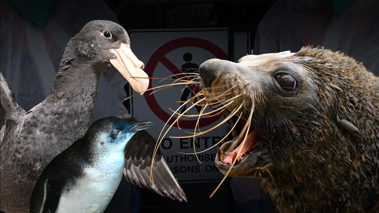BIRD FLU COMPOSITE