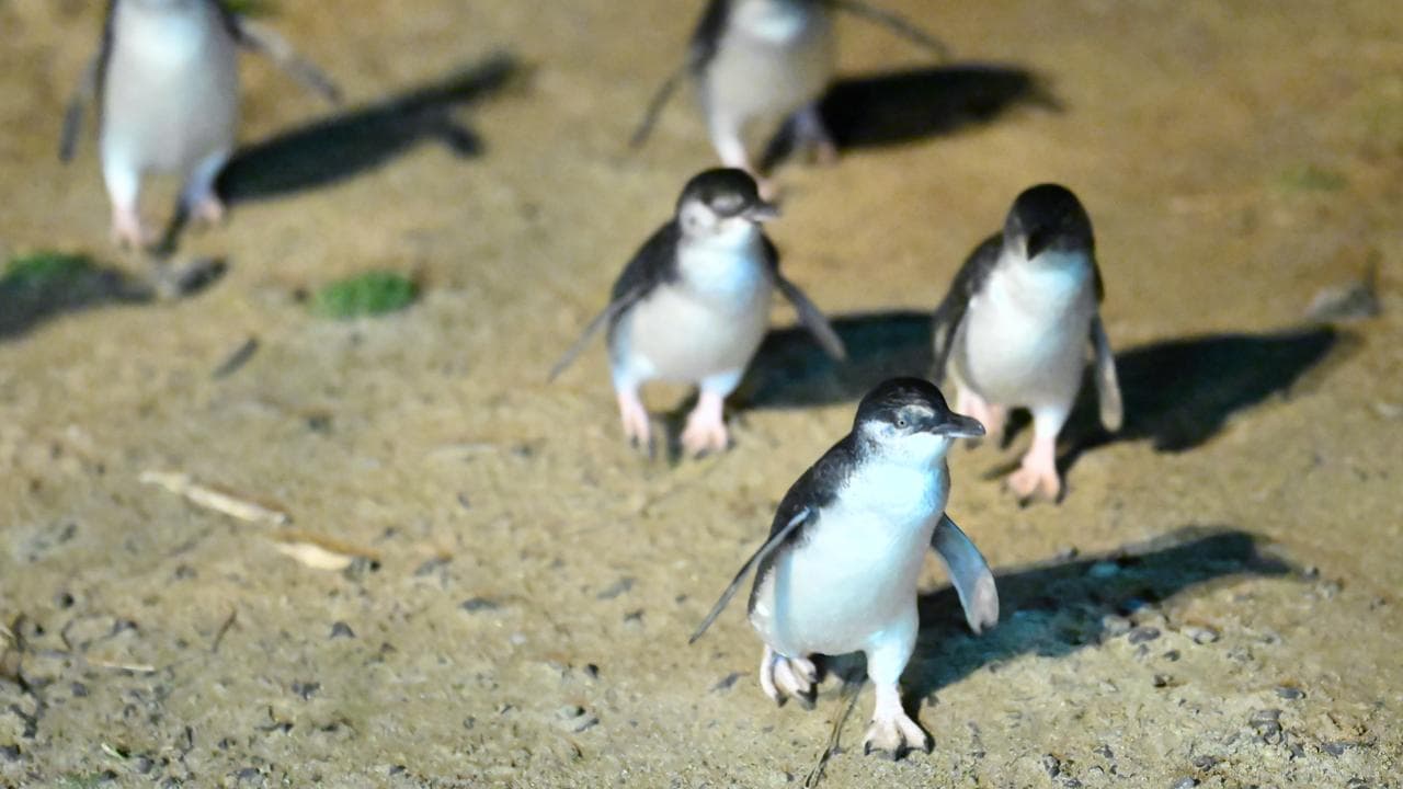Little Penguins come ashore at Phillip Island.